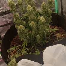 Review Image - Strawberry Cheesecake Auto Feminised Seeds - 3