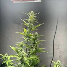 Review Image - Alaskan Purple Auto Feminised Seeds - 5