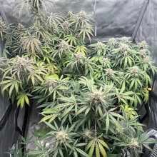 Review Image - Green Crack Auto Feminised Seeds - 5