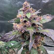 Review Image - C4 Auto Feminised Seeds - 3