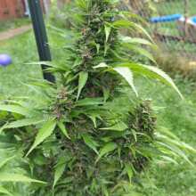 Review Image - Red Mandarine F1 FAST Feminised Seeds - 5