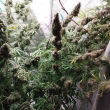 Review Image - Gorilla Zkittlez Auto Feminised Seeds - 3