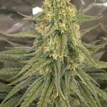 Image de révision - Acapulco Gold Feminised Seeds - 10