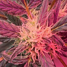 Review Image - Amnesia Zkittlez Auto Feminised Seeds - 3