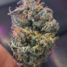 Review Image - Grape Balls of Fire RBx Feminised Seeds