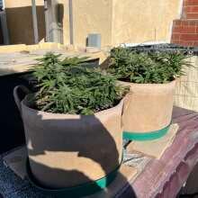 Image de révision - Girl Scout Cookies Auto Feminised Seeds - 1