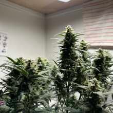 Review Image - Strawberry Cheesecake Auto Feminised Seeds - 3