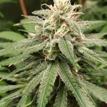 Review Image - Mimosa EVO Feminised Seeds - 3