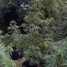 Review Image - Lemon Tree Feminised Seeds - 3