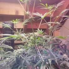 Review Image - Cream & Cheese CBD 1:1 Feminised Seeds - 3