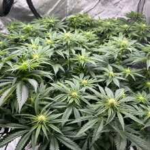 Review Image - Blueberry Feminised Seeds - 5