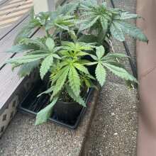 Review Image - White Rhino Feminised Seeds - 5