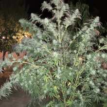 Review Image - Peyote Forum Feminised Seeds - 10