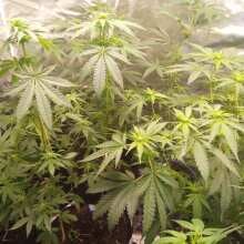 Review Image - Chocolate Haze Feminised Seeds - 5