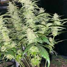 Review Image - Blueberry Auto Feminised Seeds - 5