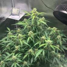 Image de révision - Alaskan Diesel Auto Feminised Seeds - 3