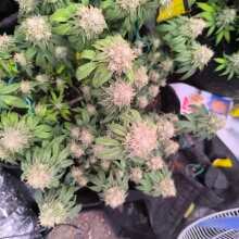 Review Image - Hella Jelly (formerly Jelly Rancher) Feminised Seeds - 5