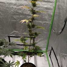 Review Image - Pineapple Express Auto Feminised Seeds - 3