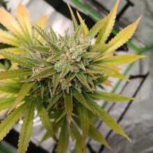 Review Image - Pineapple Express Auto Feminised Seeds - 3