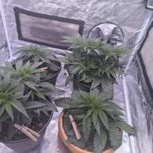 Review Image - Badazz OG Cheese Feminised Seeds - 5