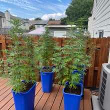 Review Image - Blue Dream Feminised Seeds - 5