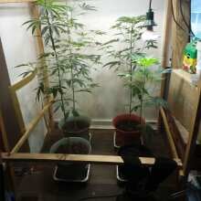 Review Image - Blueberry Auto Feminised Seeds - 3