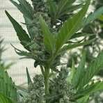 Review Image - Alaskan Purple Auto Feminised Seeds - 3