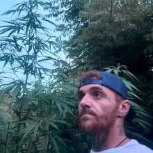 Review Image - Lemon Tree Feminised Seeds - 3