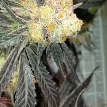 Review Image - Gelat.OG Feminised Seeds - 5