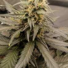 Review Image - Blue Dream Auto Feminised Seeds