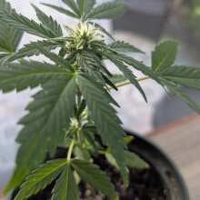 Review Image - Sour Diesel Auto Feminized Seeds