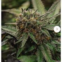 Review Image - Blue Dream FAST Feminised Seeds