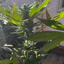 Review Image - Strawberry Cheesecake Auto Feminised Seeds - 5