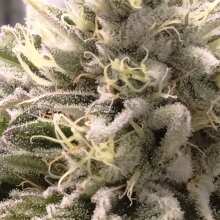 Image de révision - The White OG Feminised Seeds - 10