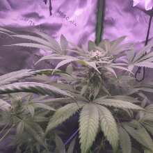 Review Image - Blueberry Feminised Seeds - 3