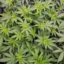 Review Image - Tropicanna Banana Feminised Seeds - 3