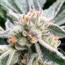 Review Image - Purple Oreoz F1 Feminized Seeds