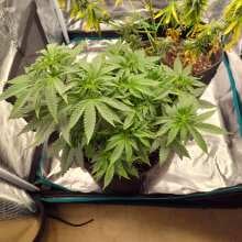 Image de révision - Original White Widow Auto Feminised Seeds - 1