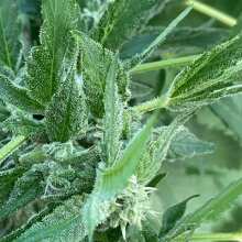 Review Image - Wedding Cake Feminised Seeds - 3