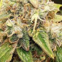 Review Image - Green Crack Auto Feminised Seeds