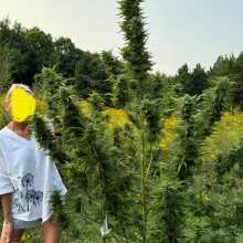 Review Image - Huckleberry Pie FAST Feminised Seeds