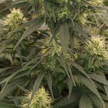 Image de révision - Acapulco Gold Feminised Seeds - 10