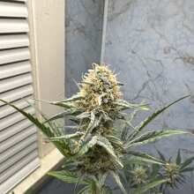 Image de révision - Cookie Apple OG F1 Auto Feminised Seeds