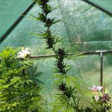 Review Image - Black Cream Auto Feminised Seeds - 3