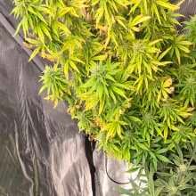 Review Image - Zkittlez Auto Feminised Seeds - 3