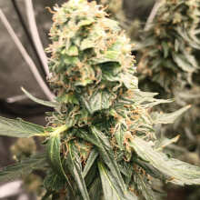 Review Image - Blueberry Cheese Auto Feminised Seeds - 3