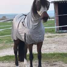 Beoordelingsafbeelding - Premiere Fliegendecke mit Bauchlatz Grau 145/195