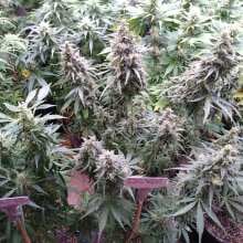 Review Image - Green Crack Feminised Seeds - 6