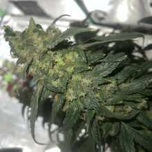 Review Image - LSD Feminised Seeds - 5