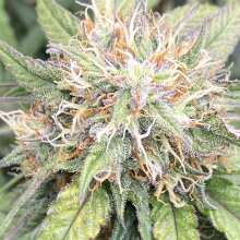 Review Image - Purple Punch Auto Feminised Seeds - 3
